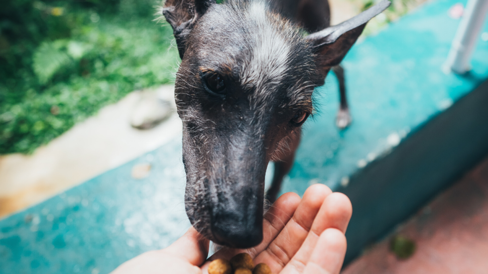 Best Ways To Store Dry Dog Food Pet Food Storage Tips delicatecare