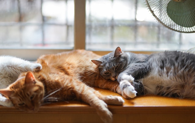 Elderly cat shop peeing in house