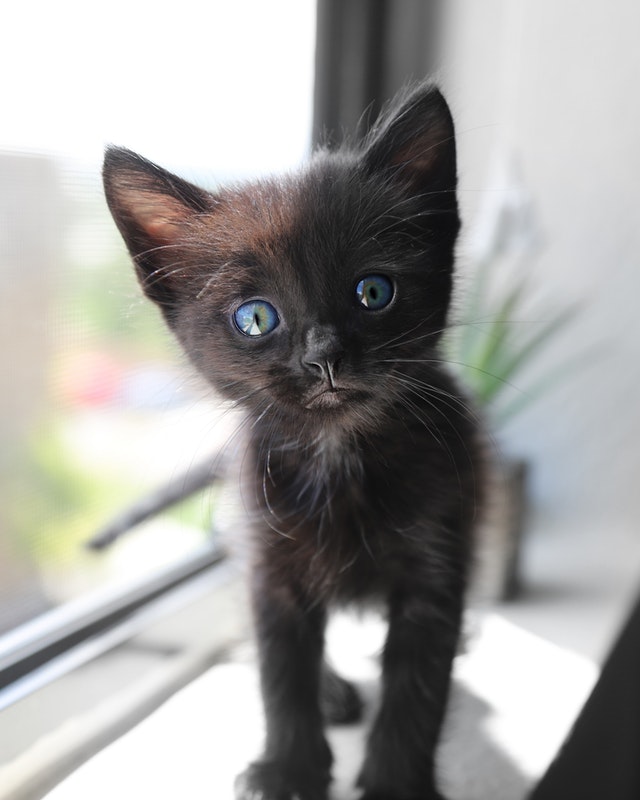 elderly cat peeing in house