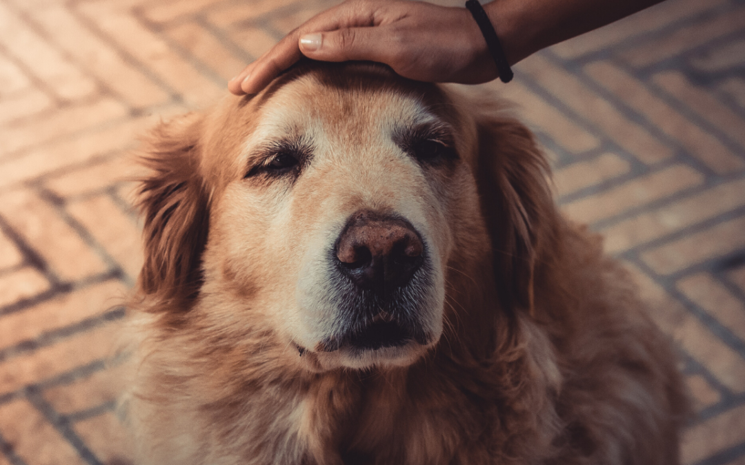 How To Help A Dog With Dementia – Delicate Care