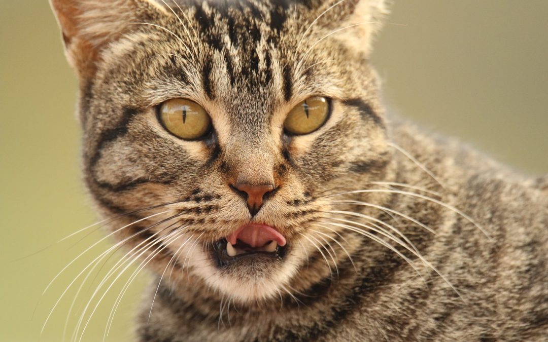 5 Cat Dental Care Tips To Keep Your Cat Healthy