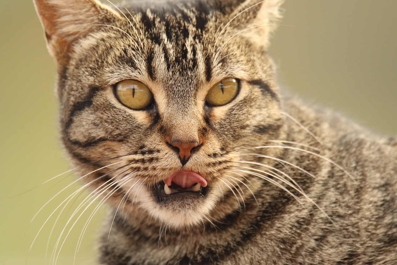 5-cat-dental-care-tips-to-keep-your-cat-healthy-delicate-care