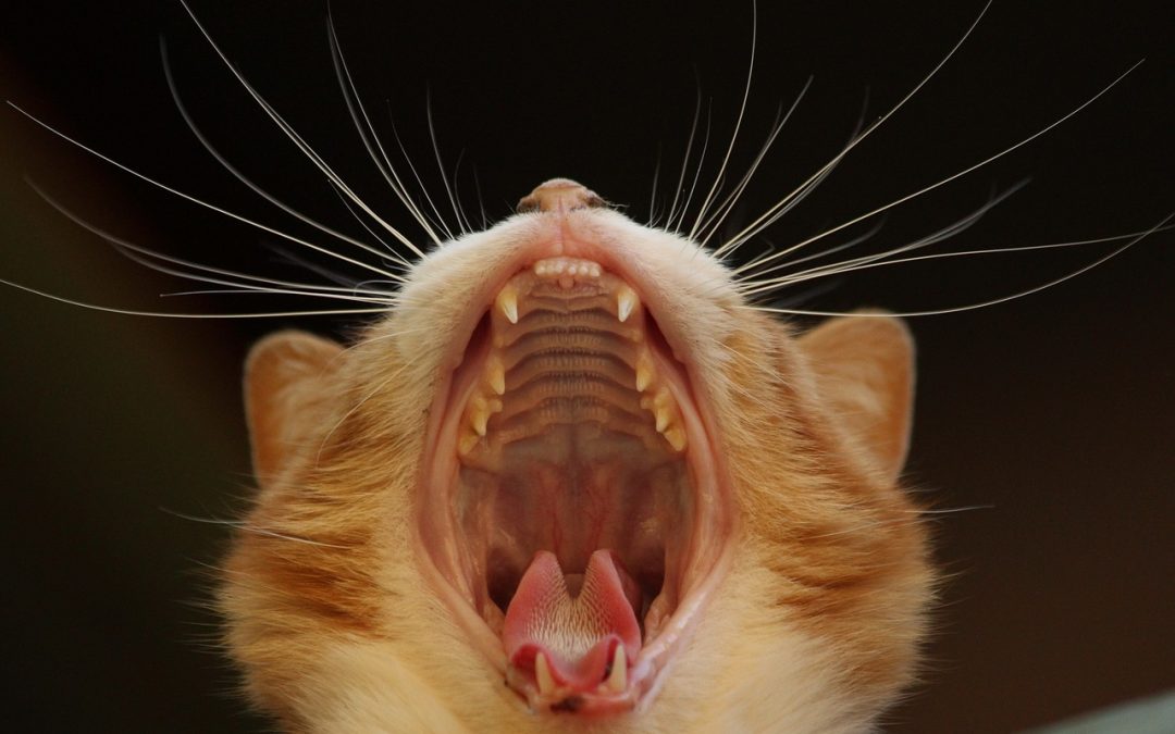Cat Has Bad Breath – How to Get Rid Of It!