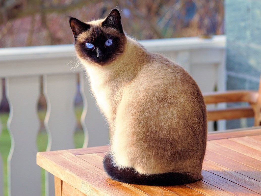 Top 13 Most Popular Cat Breeds In Australia Delicate Care