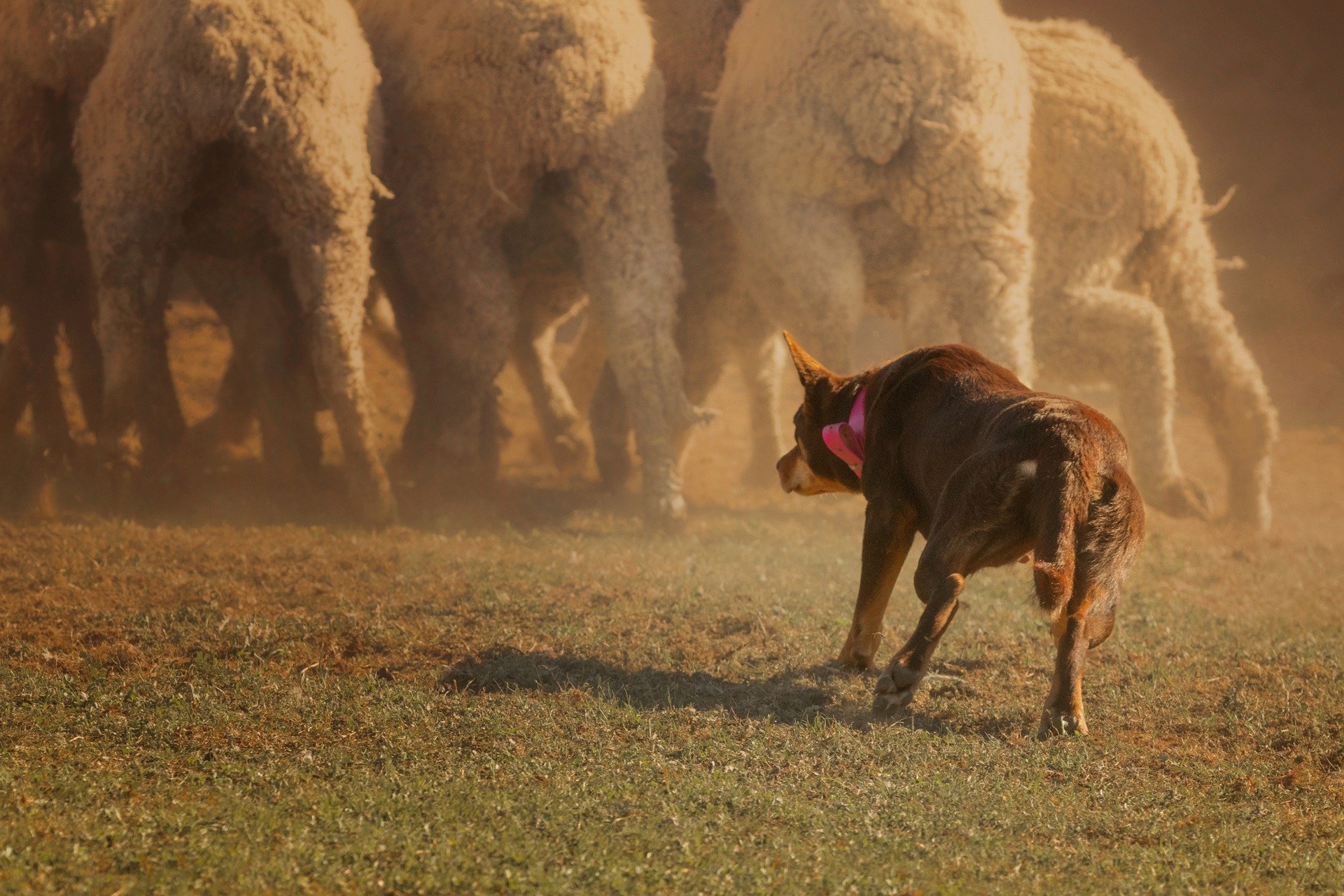 Do Australian Kelpies Shed A Lot