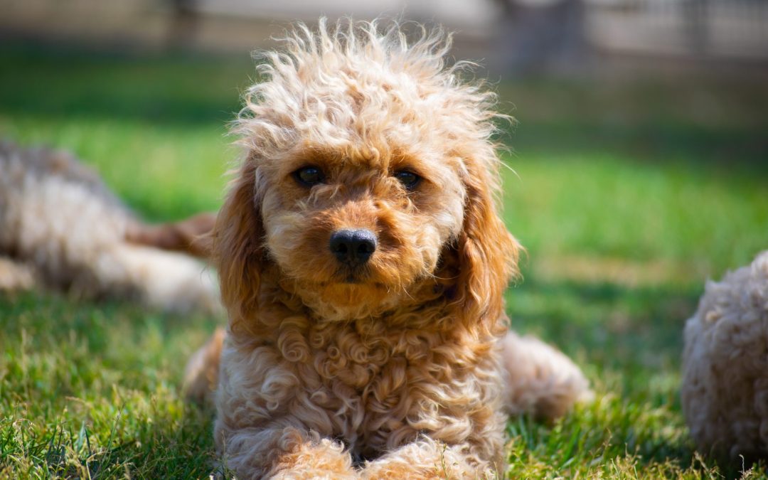 Cavoodle Owners Guide Australia