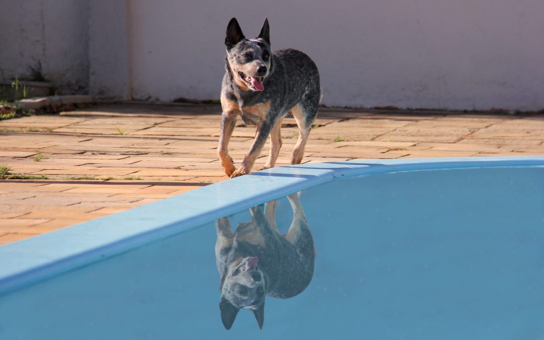 Australian Cattle Dog Owners Guide