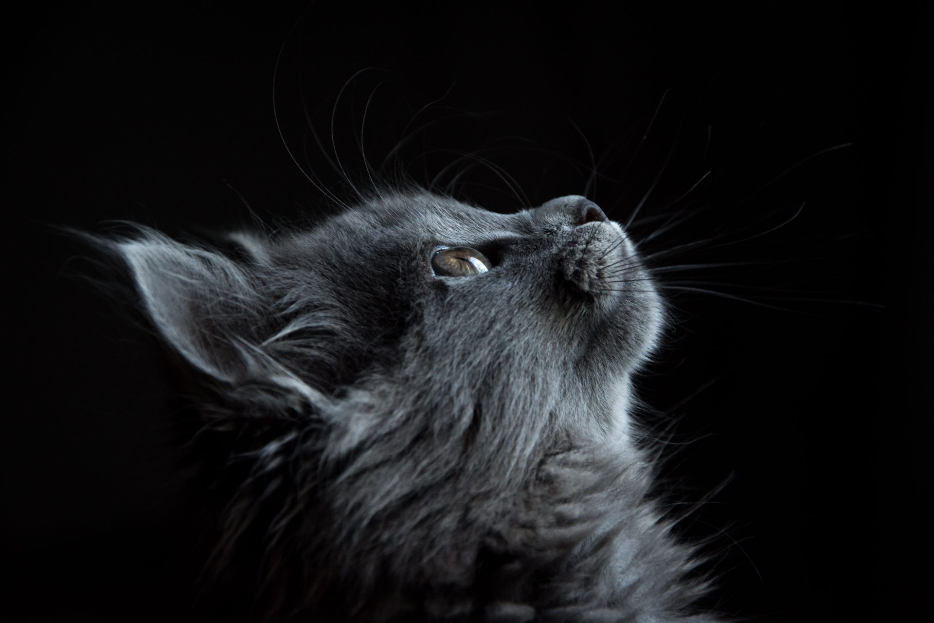 Burmese Cat Owners Guide Australia Delicate Care burmese-cat-owners-guide-australia-delicate-care