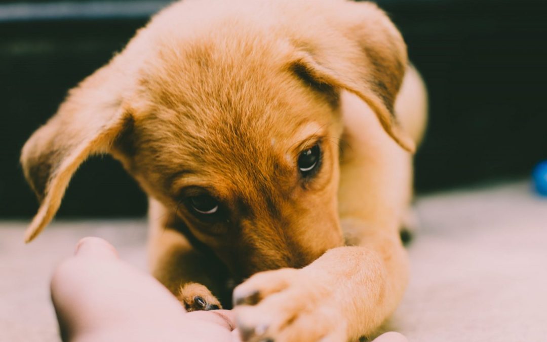 Feeding Your Puppy – The Ultimate Guide