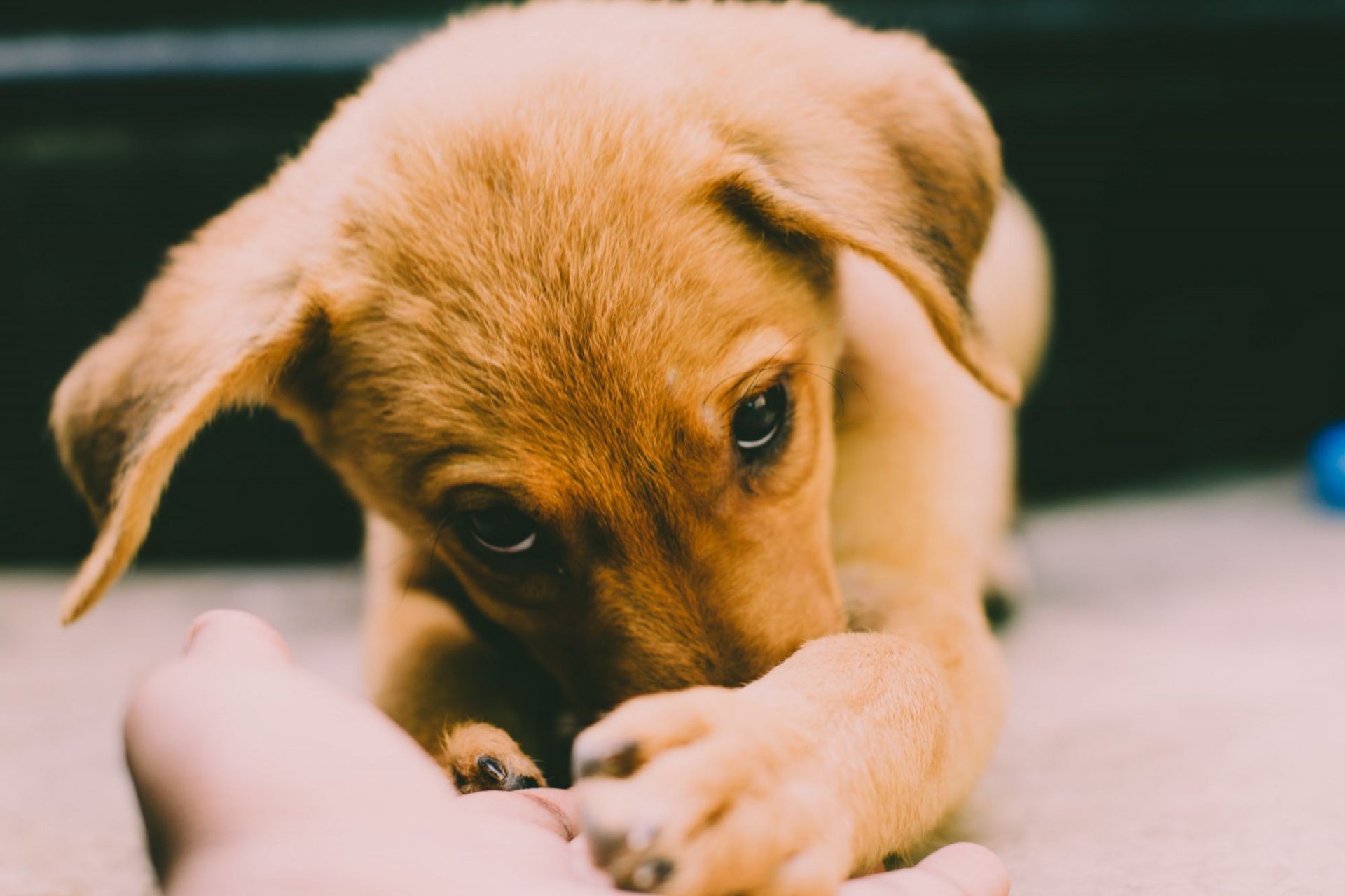 Feeding Your Puppy The Ultimate Guide Delicate Care